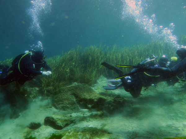 Dayo Scuba Center LLC, Orlando Florida www.dayo.com