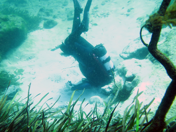 Dayo Scuba Center LLC, Orlando Florida www.dayo.com
