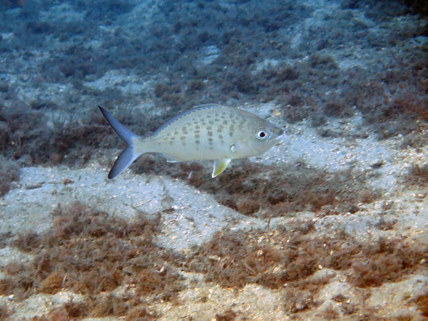 Dayo Scuba Center LLC, Orlando Florida www.dayo.com