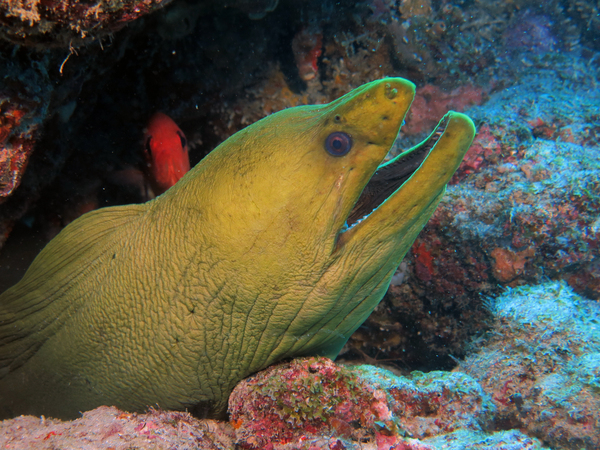 Dayo Scuba Center LLC, Orlando Florida www.dayo.com