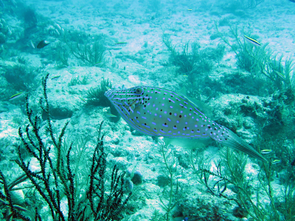Dayo Scuba Center LLC, Orlando Florida www.dayo.com