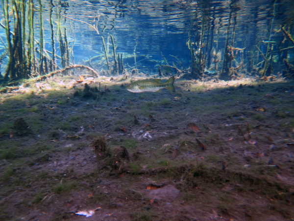 Dayo Scuba Center LLC, Orlando Florida www.dayo.com