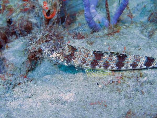 Dayo Scuba Center LLC, Orlando Florida www.dayo.com