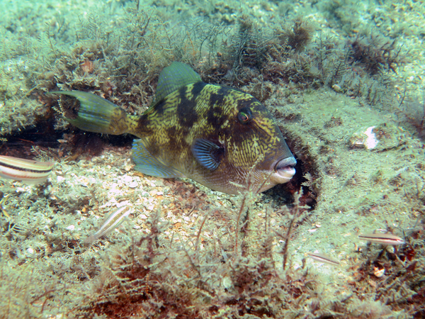 Dayo Scuba Center LLC, Orlando Florida www.dayo.com