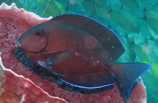 Dayo Scuba Center LLC, Orlando Florida www.dayo.com
