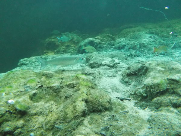 Dayo Scuba Center LLC, Orlando Florida www.dayo.com