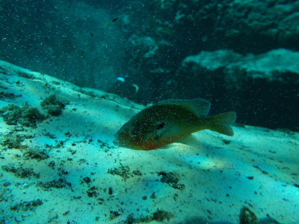 Dayo Scuba Center LLC, Orlando Florida www.dayo.com