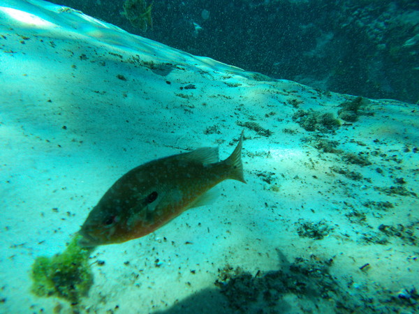 Dayo Scuba Center LLC, Orlando Florida www.dayo.com