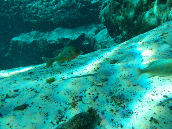 Dayo Scuba Center LLC, Orlando Florida www.dayo.com