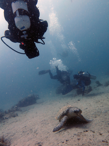 Dayo Scuba Center LLC, Orlando Florida www.dayo.com