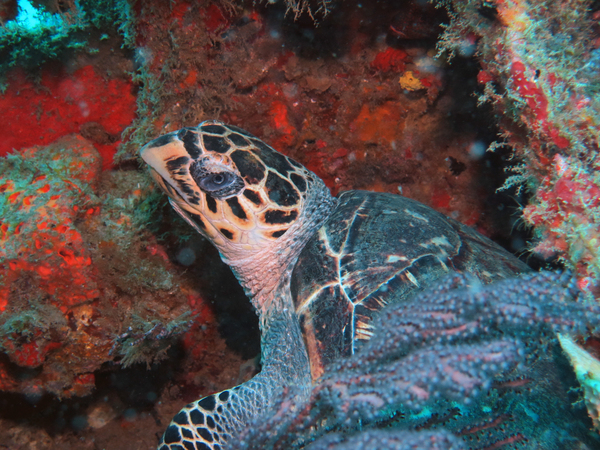 Dayo Scuba Center LLC, Orlando Florida www.dayo.com