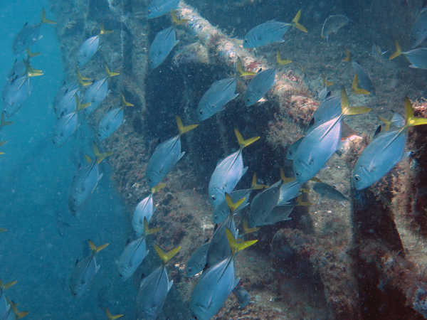 Dayo Scuba Center LLC, Orlando Florida www.dayo.com
