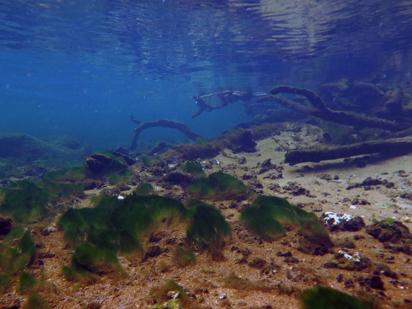 Dayo Scuba Center LLC, Orlando Florida www.dayo.com