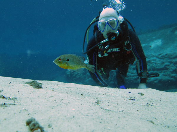 Dayo Scuba Center LLC, Orlando Florida www.dayo.com