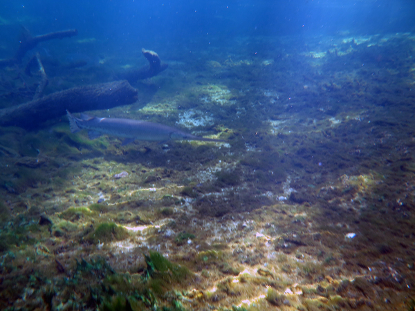 Dayo Scuba Center LLC, Orlando Florida www.dayo.com