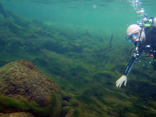 Dayo Scuba Center LLC, Orlando Florida www.dayo.com