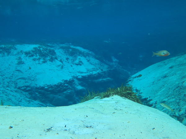 Dayo Scuba Center LLC, Orlando Florida www.dayo.com