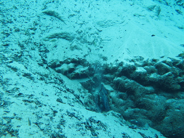 Dayo Scuba Center LLC, Orlando Florida www.dayo.com