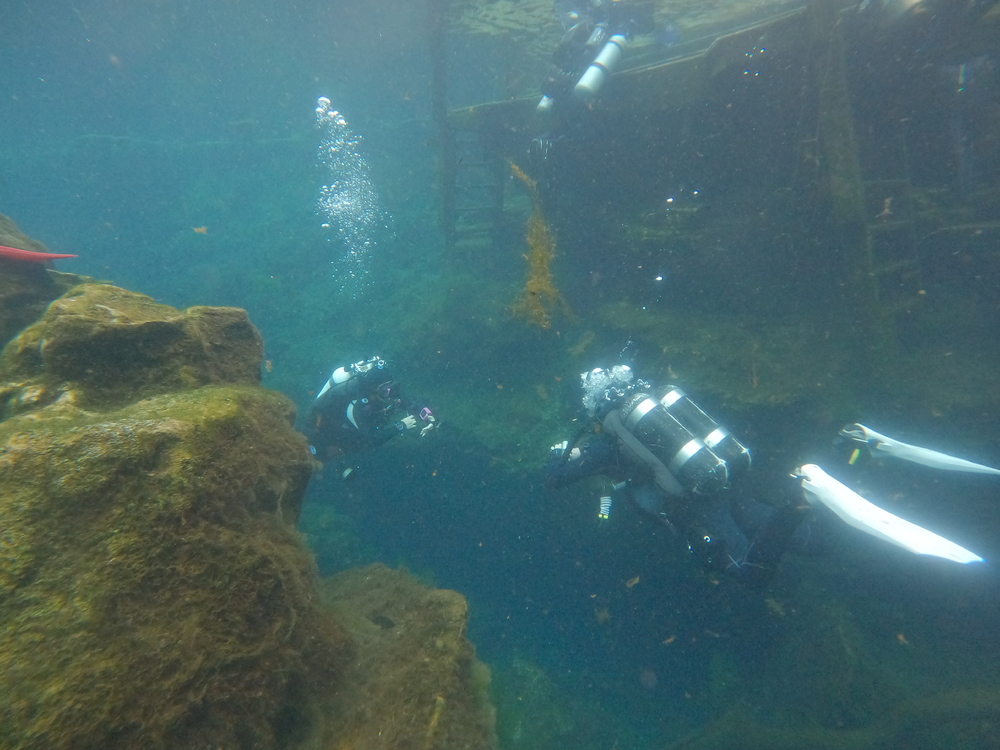 Dayo Scuba Center LLC, Orlando Florida www.dayo.com
