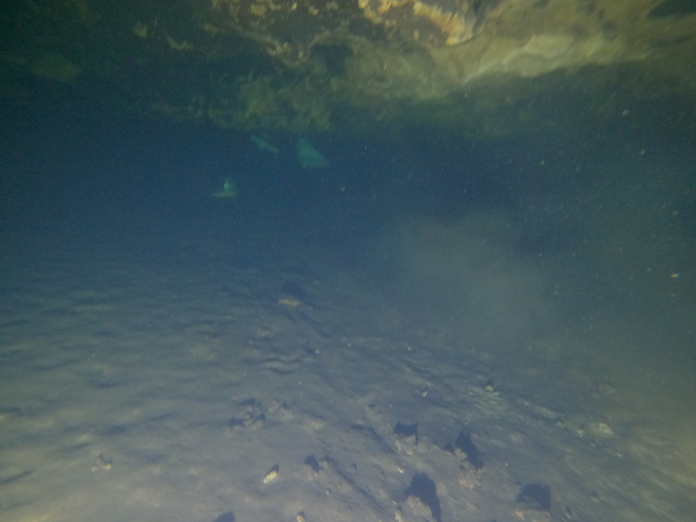 Dayo Scuba Center LLC, Orlando Florida www.dayo.com